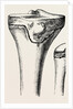 Epiphyses of the femur by Anonymous