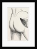 Excision of the hip by an external incision by Anonymous