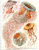 Illustration showing four different types of jellyfish. Discomedusae by Ernst Haeckel