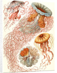 Illustration showing four different types of jellyfish. Discomedusae by Ernst Haeckel