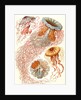 Illustration showing four different types of jellyfish. Discomedusae by Ernst Haeckel