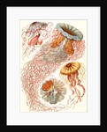 Illustration showing four different types of jellyfish. Discomedusae by Ernst Haeckel