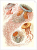 Illustration showing four different types of jellyfish. Discomedusae by Ernst Haeckel