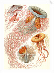 Illustration showing four different types of jellyfish. Discomedusae by Ernst Haeckel
