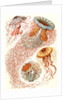 Illustration showing four different types of jellyfish. Discomedusae by Ernst Haeckel