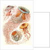 Illustration showing four different types of jellyfish. Discomedusae by Ernst Haeckel
