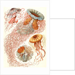Illustration showing four different types of jellyfish. Discomedusae by Ernst Haeckel