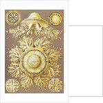 Illustration showing six views of jellyfish. Discomedusae by Ernst Haeckel