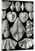 Illustration showing a variety of mollusks. Acephala by Ernst Haeckel
