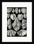 Illustration showing a variety of mollusks. Acephala by Ernst Haeckel