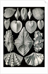Illustration showing a variety of mollusks. Acephala by Ernst Haeckel