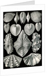 Illustration showing a variety of mollusks. Acephala by Ernst Haeckel