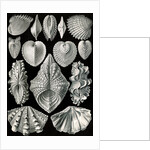 Illustration showing a variety of mollusks. Acephala by Ernst Haeckel
