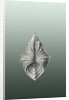 Illustration of mollusk. Acephala by Ernst Haeckel