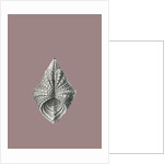 Illustration showing a variety of mollusks. Acephala by Ernst Haeckel