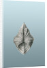 Illustration of mollusk. Acephala by Ernst Haeckel