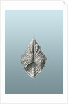Illustration of mollusk. Acephala by Ernst Haeckel