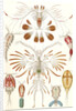 Illustration showing a variety of copopod crustaceans. Copepoda by Ernst Haeckel