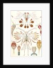 Illustration showing a variety of copopod crustaceans. Copepoda by Ernst Haeckel