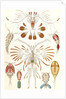Illustration showing a variety of copopod crustaceans. Copepoda by Ernst Haeckel