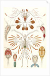Illustration showing a variety of copopod crustaceans. Copepoda by Ernst Haeckel