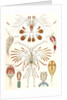Illustration showing a variety of copopod crustaceans. Copepoda by Ernst Haeckel
