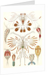 Illustration showing a variety of copopod crustaceans. Copepoda by Ernst Haeckel