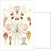 Illustration showing a variety of copopod crustaceans. Copepoda by Ernst Haeckel
