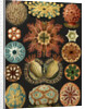 Illustration showing a variety of sea squirts. Ascidiae by Ernst Haeckel