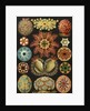 Illustration showing a variety of sea squirts. Ascidiae by Ernst Haeckel