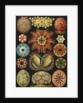 Illustration showing a variety of sea squirts. Ascidiae by Ernst Haeckel