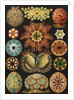 Illustration showing a variety of sea squirts. Ascidiae by Ernst Haeckel
