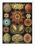 Illustration showing a variety of sea squirts. Ascidiae by Ernst Haeckel