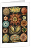 Illustration showing a variety of sea squirts. Ascidiae by Ernst Haeckel