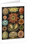 Illustration showing a variety of sea squirts. Ascidiae by Ernst Haeckel