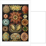 Illustration showing a variety of sea squirts. Ascidiae by Ernst Haeckel