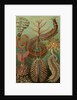 Illustration showing a variety of chaetopoda or spined marine worms. Chaetopoda by Ernst Haeckel