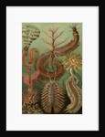 Illustration showing a variety of chaetopoda or spined marine worms. Chaetopoda by Ernst Haeckel