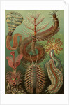 Illustration showing a variety of chaetopoda or spined marine worms. Chaetopoda by Ernst Haeckel