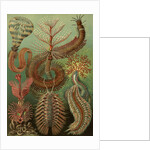 Illustration showing a variety of chaetopoda or spined marine worms. Chaetopoda by Ernst Haeckel