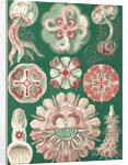 Illustration showing a variety of jellyfish. Discomedusae by Ernst Haeckel