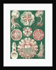 Illustration showing a variety of jellyfish. Discomedusae by Ernst Haeckel
