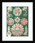 Illustration showing a variety of jellyfish. Discomedusae by Ernst Haeckel