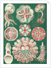 Illustration showing a variety of jellyfish. Discomedusae by Ernst Haeckel