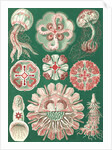 Illustration showing a variety of jellyfish. Discomedusae by Ernst Haeckel