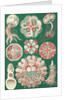 Illustration showing a variety of jellyfish. Discomedusae by Ernst Haeckel
