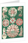 Illustration showing a variety of jellyfish. Discomedusae by Ernst Haeckel