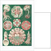 Illustration showing a variety of jellyfish. Discomedusae by Ernst Haeckel