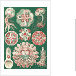 Illustration showing a variety of jellyfish. Discomedusae by Ernst Haeckel