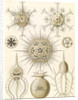 Microorganisms. Phaeodaria by Ernst Haeckel